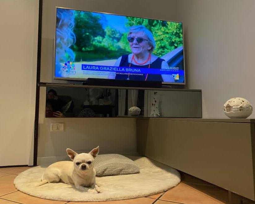 Viendo la televisión con Rey